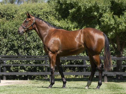 Lot 316: Toronado (IRE) / Impertinente (IRE)