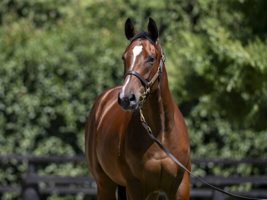 Lot 316: Toronado (IRE) / Impertinente (IRE)