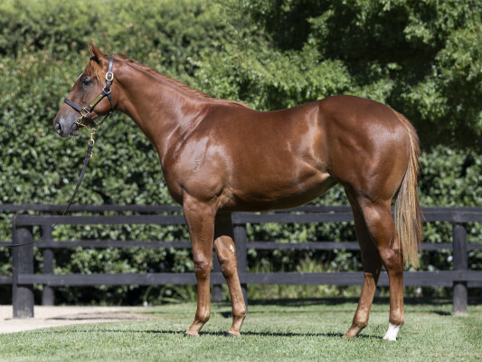 Lot 432: Nicconi / Miss Norway