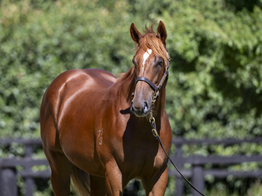 Lot 432: Nicconi / Miss Norway