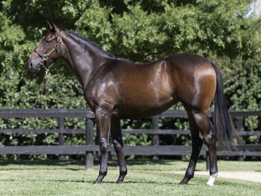 Lot 435: Star Turn / Miss Sarasota