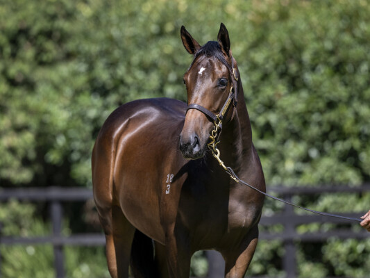 Lot 435: Star Turn / Miss Sarasota