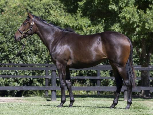 Lot 600: Ghaiyyath (IRE) / Sadente