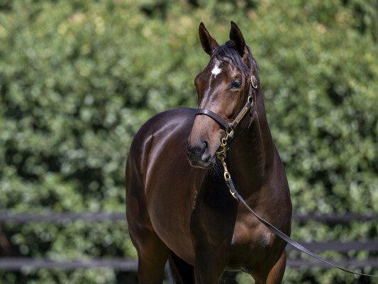 Lot 600: Ghaiyyath (IRE) / Sadente