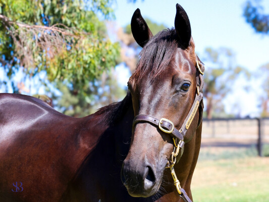 Lot 7: Astern / Adorabeel (NZ)