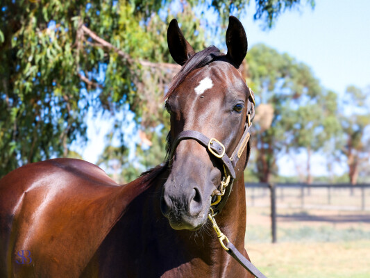 Lot 98: Lucky Vega (IRE) / Cardannic