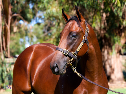 Lot 128: Nicconi / Could it be Magic