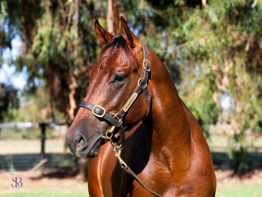 Lot 312: Ole Kirk / Iconista