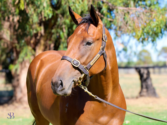 Lot 411: Profiteer / Mary Lou