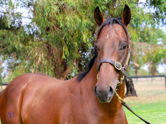 Lot 466: Exceedance / Mystic Moon