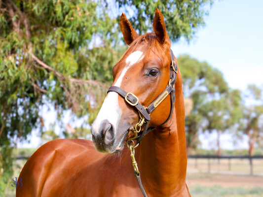 Lot 496: Bivouac / One Funny Honey (USA)