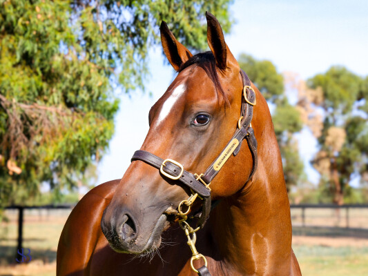 Lot 670: Zoustar / Special Diva