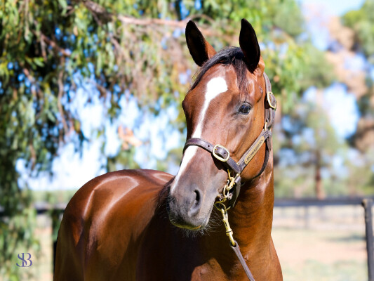 Lot 683: Toronado / Star of Night