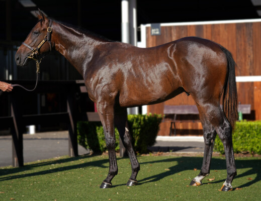 Lot 470: Zousain / Nataya Rose