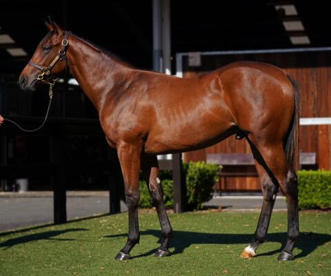 Lot 493: Tiger of Malay / Olympique