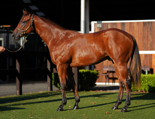 Lot 658: Profiteer / So Cait