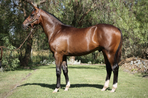 Lot 405: Castelvecchio / Rebound