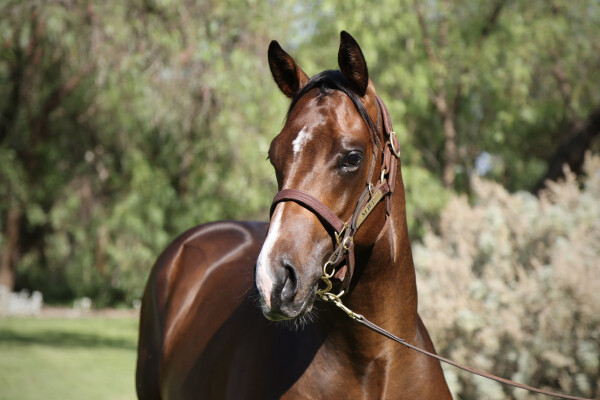 Lot 405: Castelvecchio / Rebound