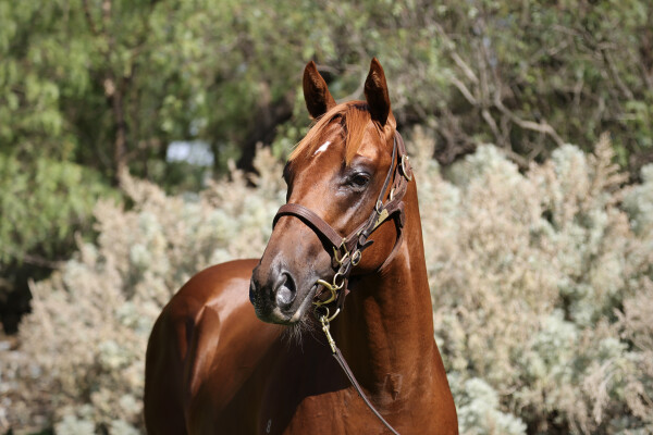 Lot 637: Kermadec (NZ) / Exceedingly French