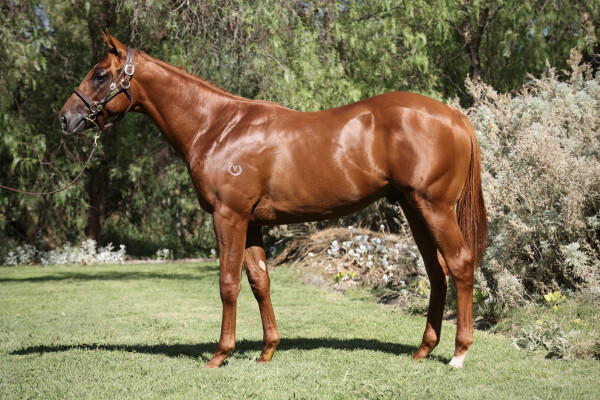 Lot 637: Kermadec (NZ) / Exceedingly French