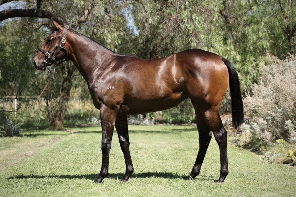 Lot 784: Magnus / Top Peak