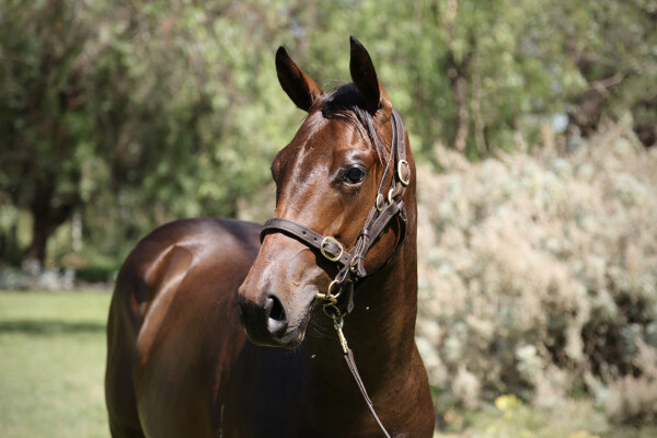 Lot 784: Magnus / Top Peak