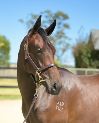 Lot 276: Alabama Express / Little Hottie (NZ)