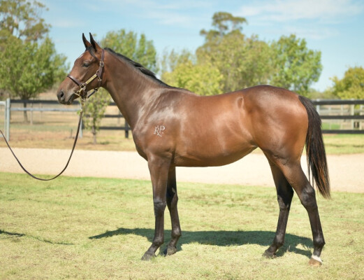 Lot 276: Alabama Express / Little Hottie (NZ)