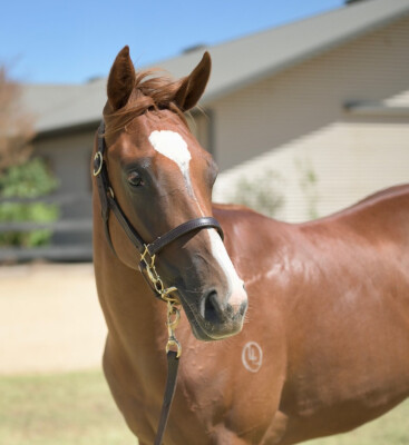 Lot 522: Earthlight (IRE) / Temple Divine