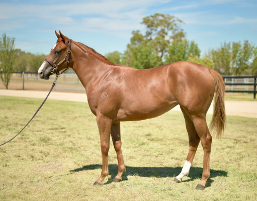 Lot 522: Earthlight (IRE) / Temple Divine