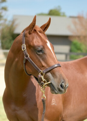 Lot 719: Nicconi / Pimento