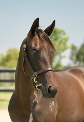 Lot 731: Kermadec (NZ) / Restless Soul (GB)