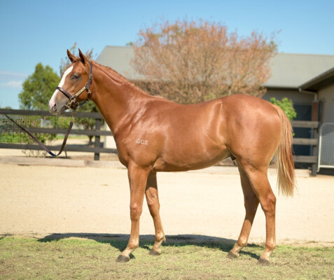Lot 755: Doubtland / Showpero