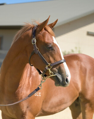 Lot 755: Doubtland / Showpero