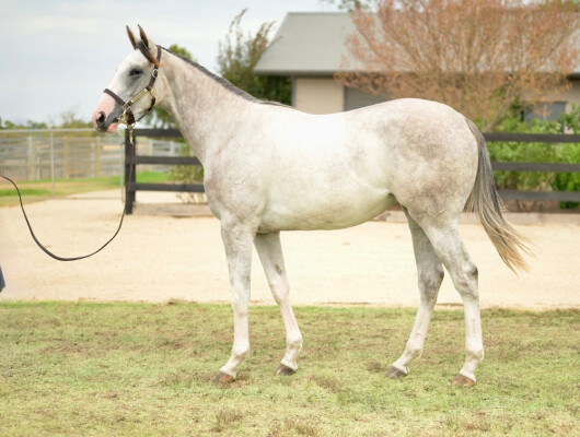 Lot 767: Puissance de Lune (IRE) / Street Dreamer
