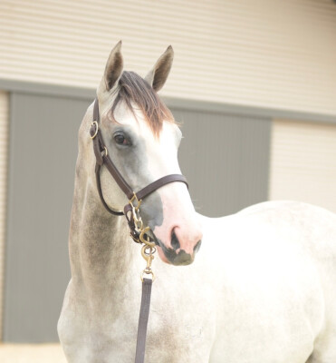 Lot 767: Puissance de Lune (IRE) / Street Dreamer