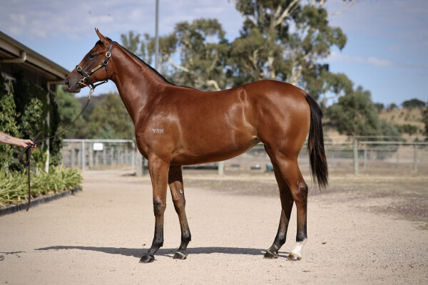 Lot 444: Toronado (IRE) / Scarlet Nights