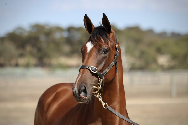 Lot 444: Toronado (IRE) / Scarlet Nights