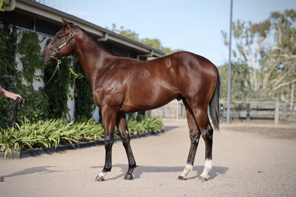 Lot 664: Russian Camelot (IRE) / Just Hifalutin