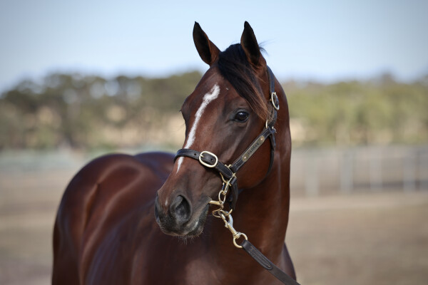 Lot 664: Russian Camelot (IRE) / Just Hifalutin