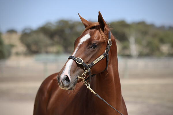Lot 749: Nicconi / Shabtis