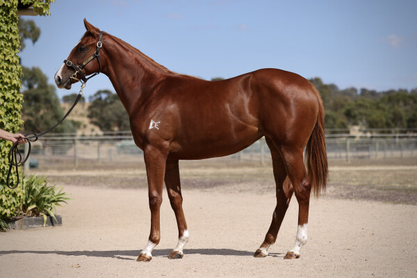 Lot 749: Nicconi / Shabtis