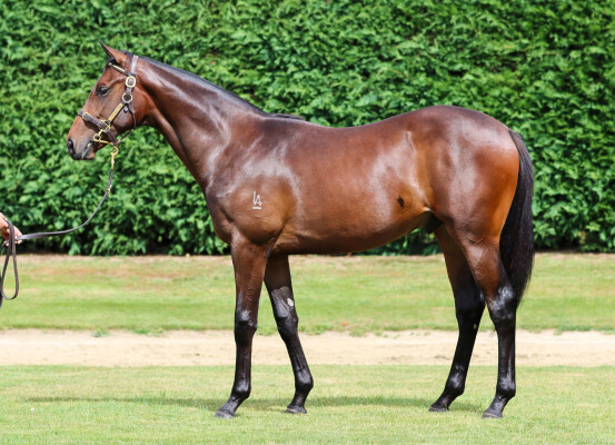 Lot 524: Per Incanto (USA) / Tereras