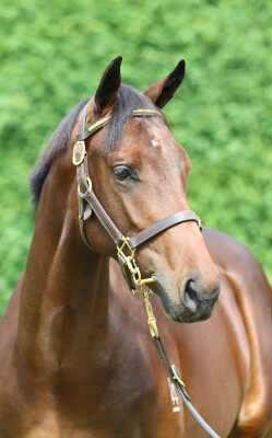 Lot 524: Per Incanto (USA) / Tereras