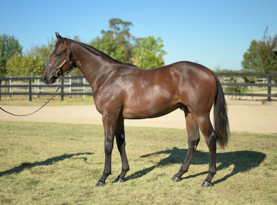 Lot 780: I Am Immortal / Tennessee Rose