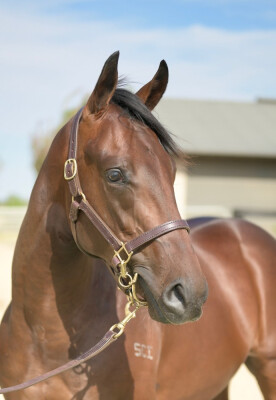 Lot 780: I Am Immortal / Tennessee Rose