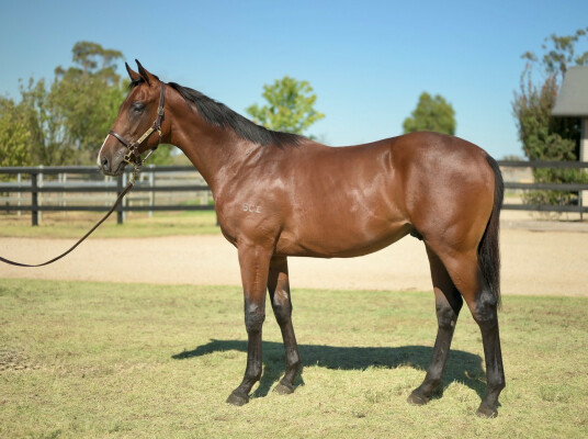 Lot 479: Rubick / Sophia Babe
