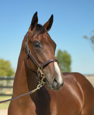 Lot 479: Rubick / Sophia Babe