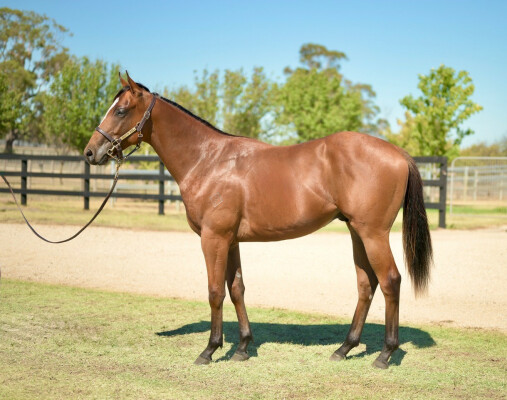 Lot 704: Acrobat / Ocala