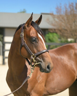 Lot 704: Acrobat / Ocala
